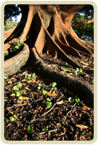 Strengthen Your Roots